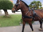 Harnais zilco classic cheval anatomique