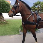 Harnais zilco classic cheval anatomique
