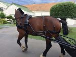 Harnais zilco classic cheval anatomique – Image 2