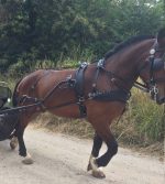 Harnais zilco classic cheval anatomique – Image 3