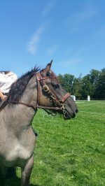 Bridon licol renforcé – Image 2