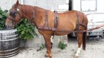 Harnais attelage synthétique doublé alvéolaire bricole droite simple
