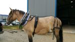 Harnais d'attelage cuir professionnel – Image 3