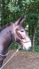 Licol en cuir – Image 2