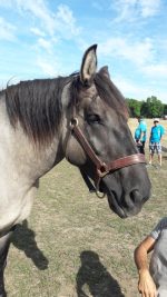 Licol en cuir renforcé – Image 3