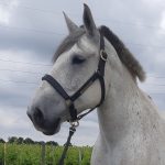 Licol en cuir renforcé – Image 2