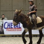 Selle islandaise en cuir pour âne