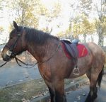 Selle islandaise en cuir