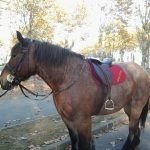 Selle islandaise en cuir