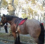 Selle islandaise en cuir – Image 2