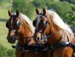 Harnais d'attelage Zilco Elite paire cheval de trait – Image 6