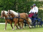 Harnais d'attelage Zilco Elite paire cheval de trait – Image 7