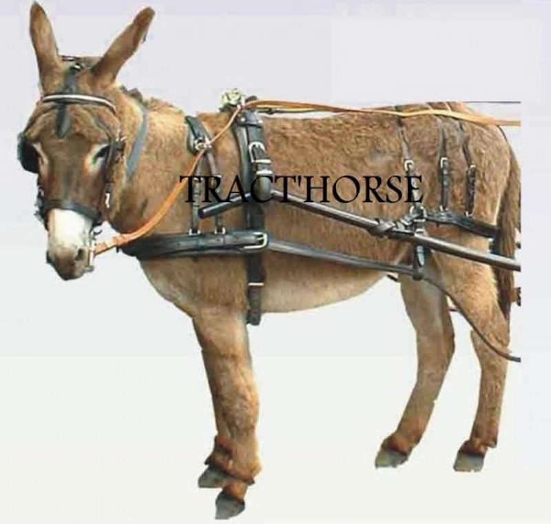 Harnais pour âne et mule