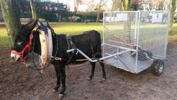 Matériel utilitaire pour âne et mule