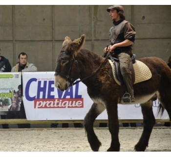 Sellerie pour âne et mule