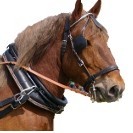 Collier de travail pour cheval