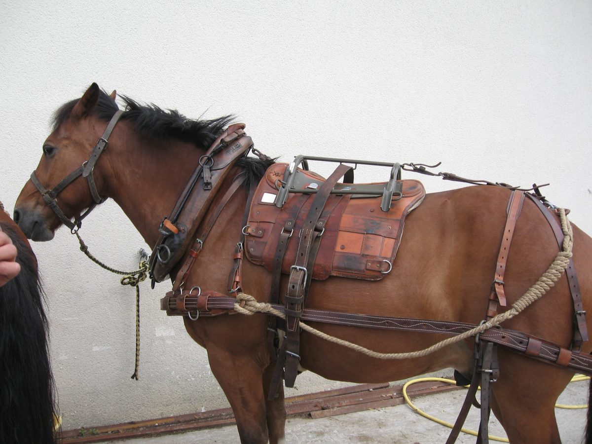 Bât cheval