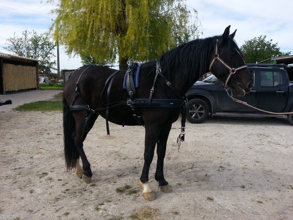 Harnais d'attelage Zilco