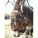 Cabestre ânes et mules – Image 2