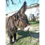 Cabestre ânes et mules