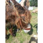 Cabestre ânes et mules – Image 3
