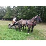 Calèche marathon sport type R en paire cheval – Image 3