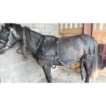 Harnais d'attelage biothane en paire