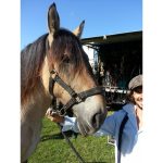 Licol titan taille cob normand – Image 3