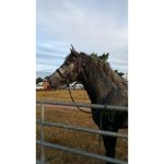 Licol titan taille cheval
