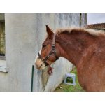 Licol titan taille cob normand